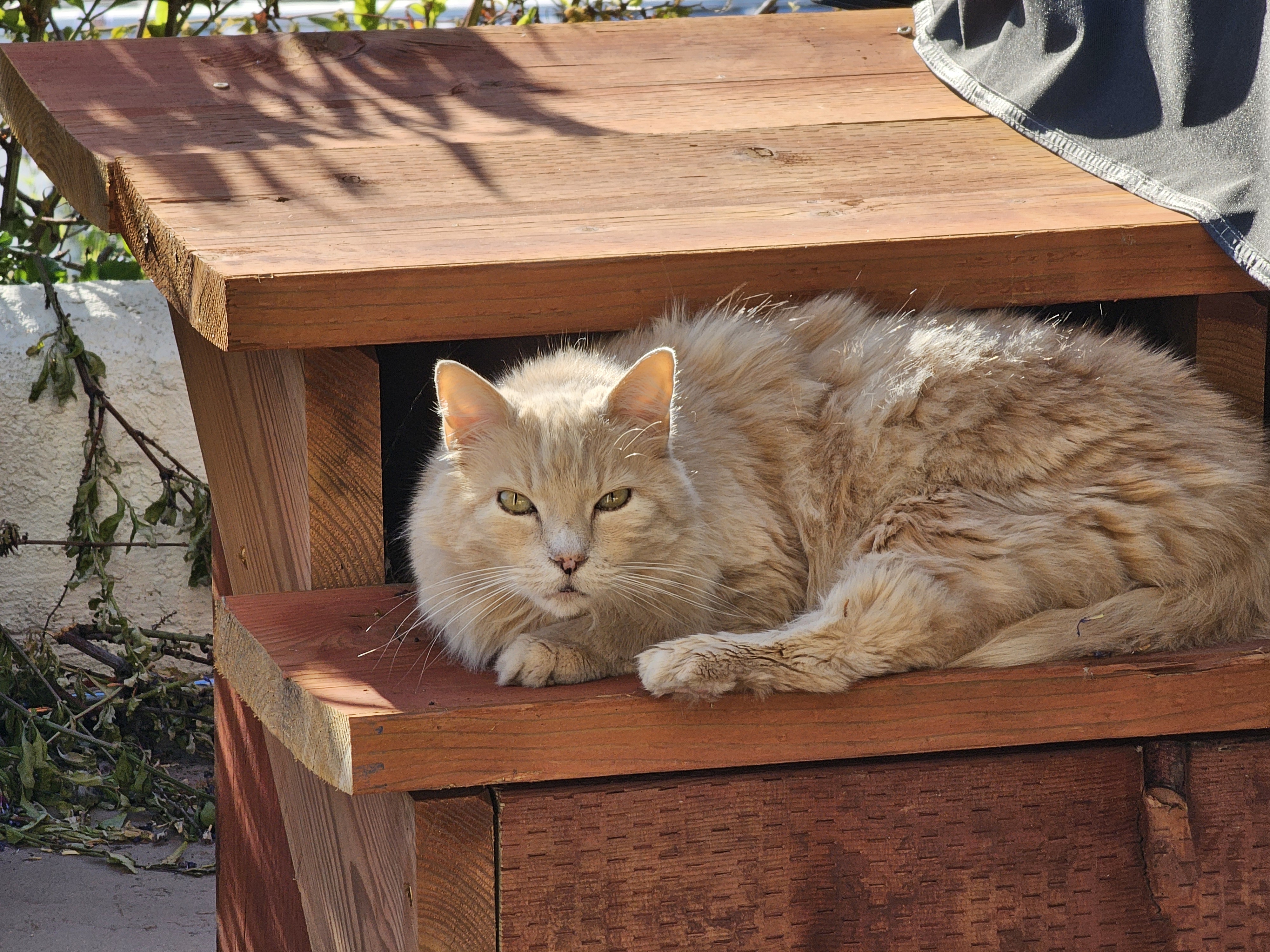 Hobbes on the Hot Tub Steps